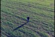 Asaf Ashkenazy Brings Out His “Dog In Yard” With An EP